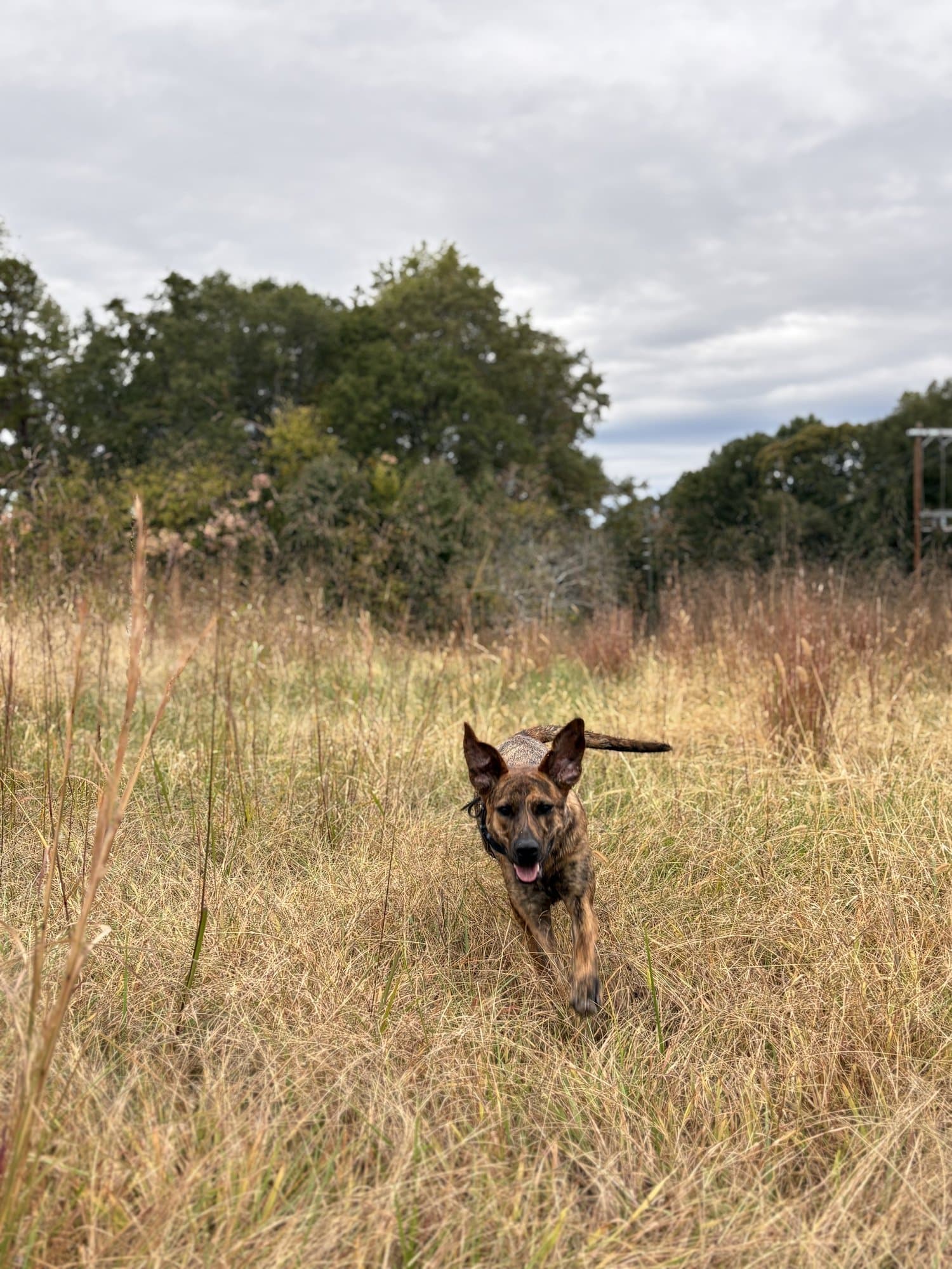 Dog training in a real-world outdoor environment