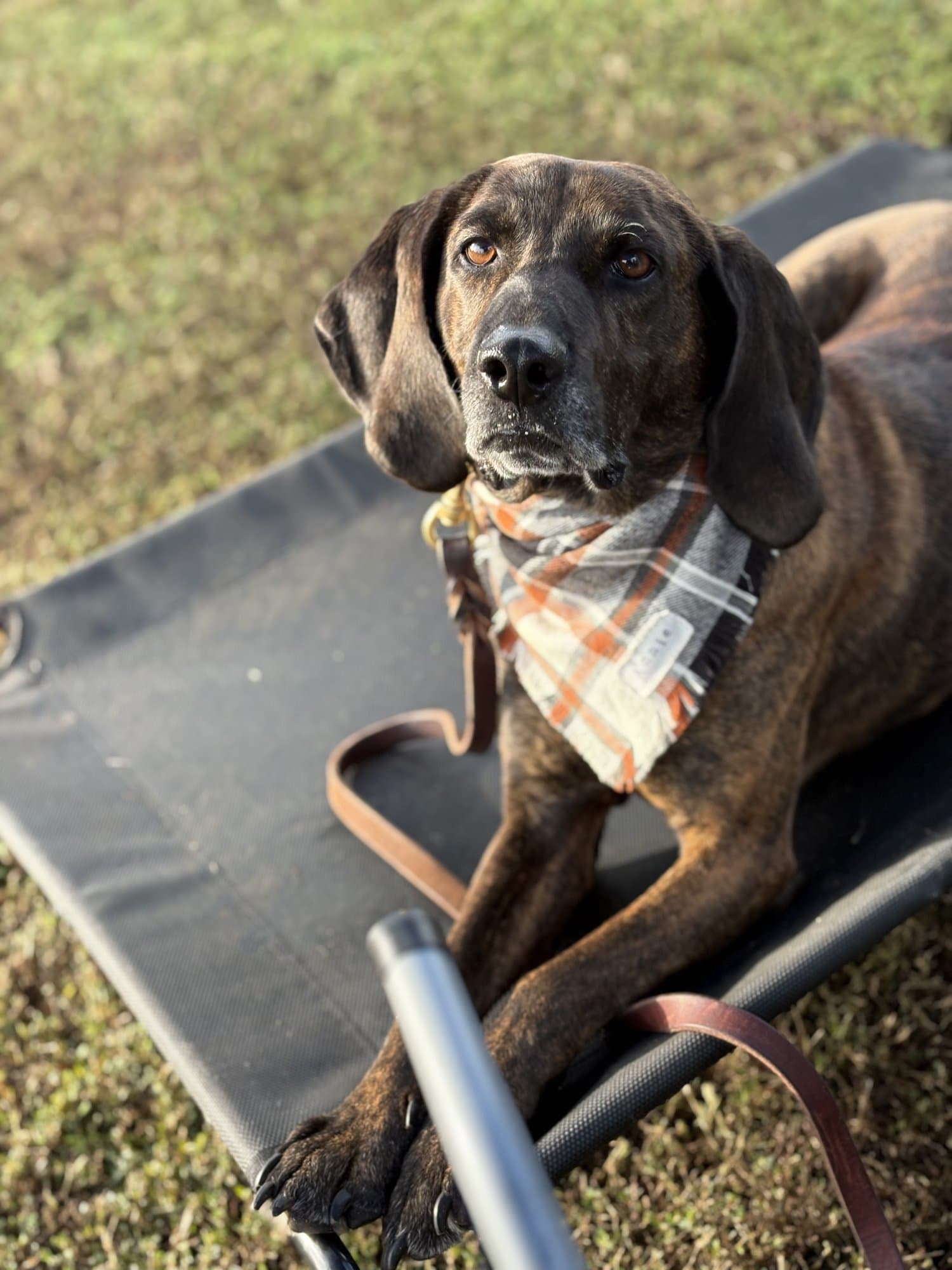 Well-trained dog holding a calm place command