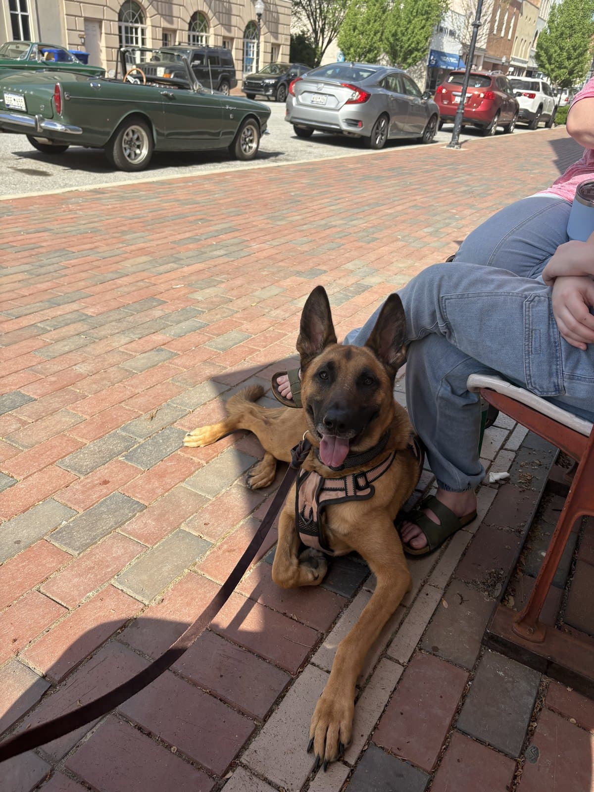 Belgian Malinois lying calmly on a brick sidewalk in downtown